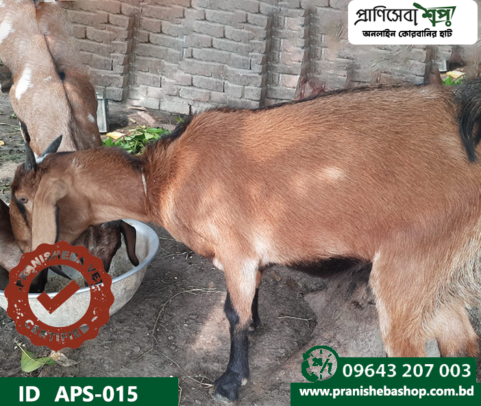 Goat APS-015