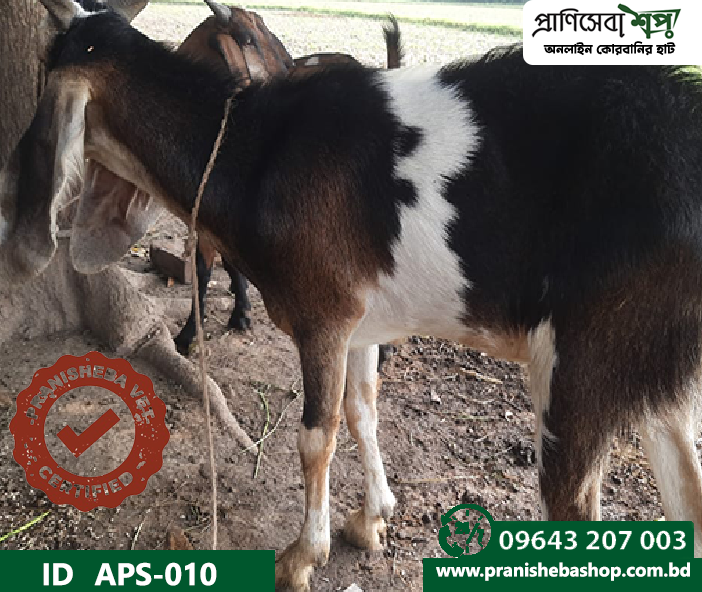 Goat APS-010