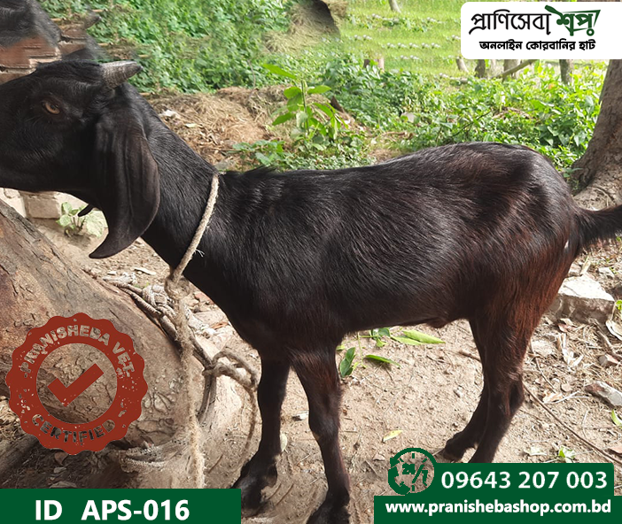 Goat APS-016