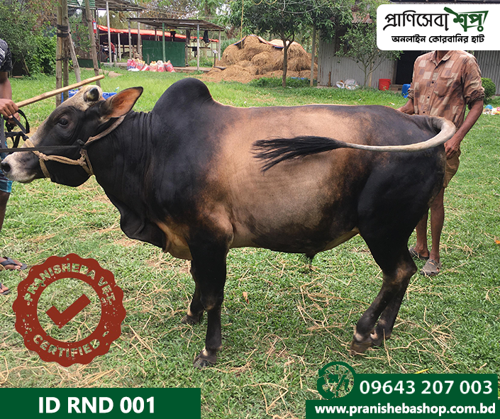 Bull RND 001