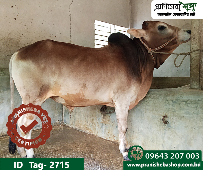 Bull Tag : 2715