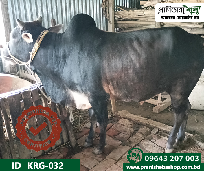 Bull KRG-0032