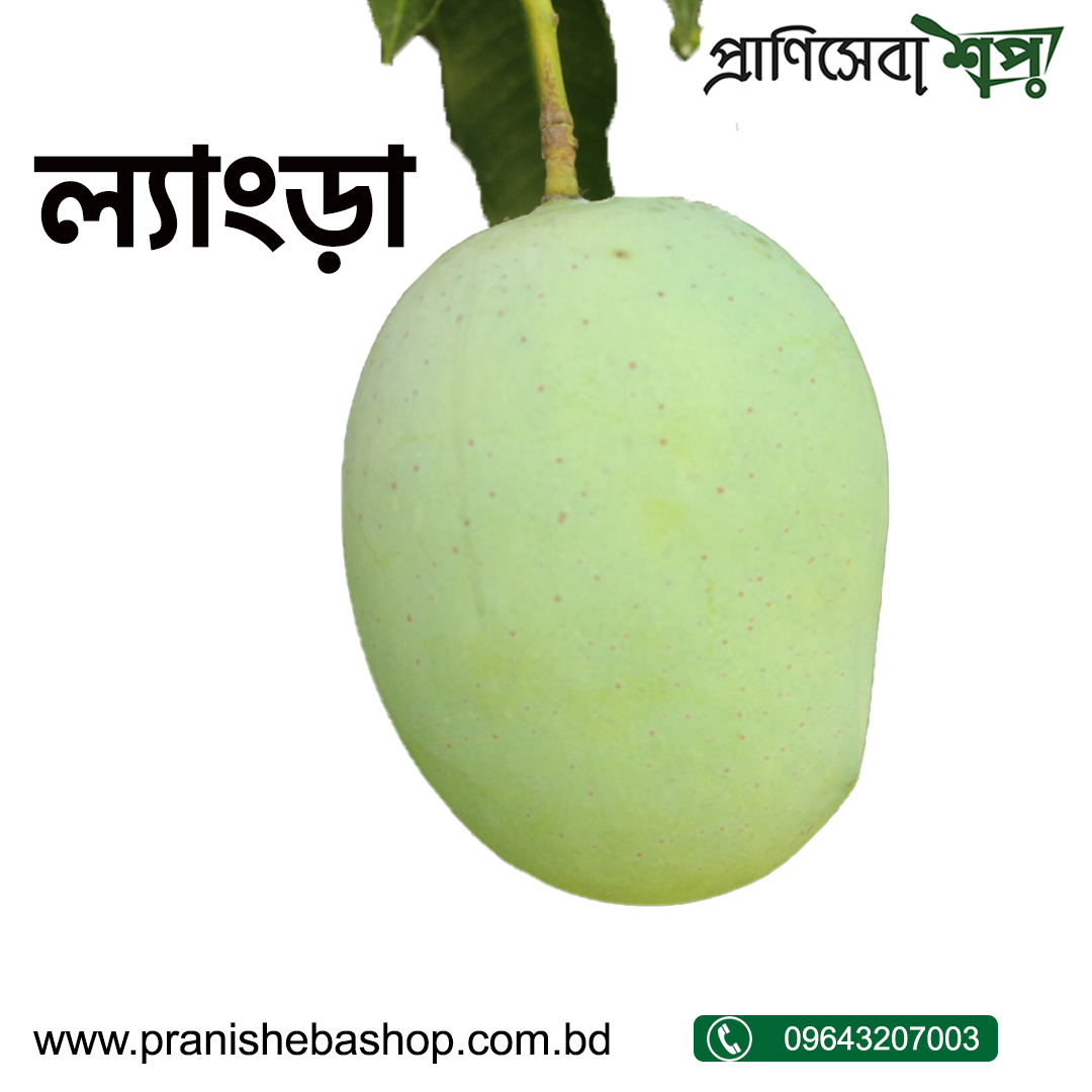Langra Mango (Rajshahi)