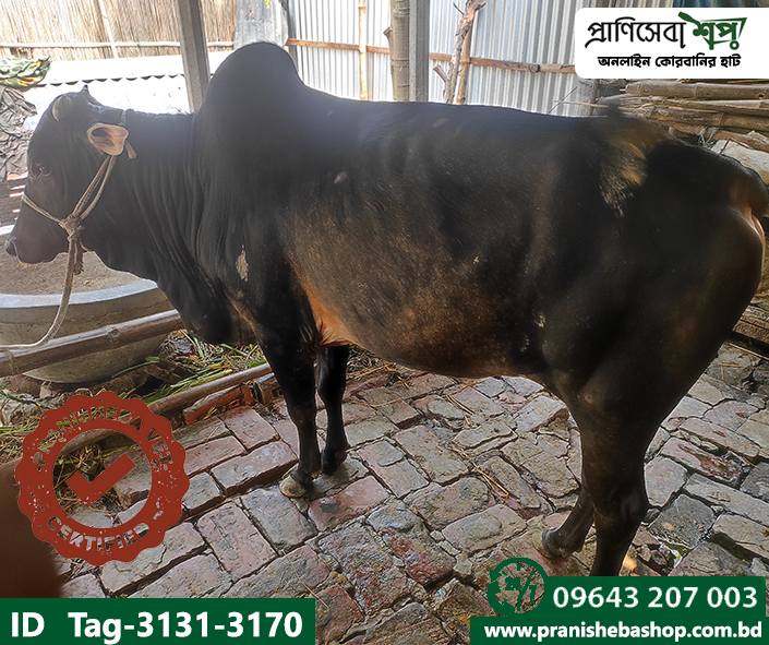 Bull Tag-3131-3170