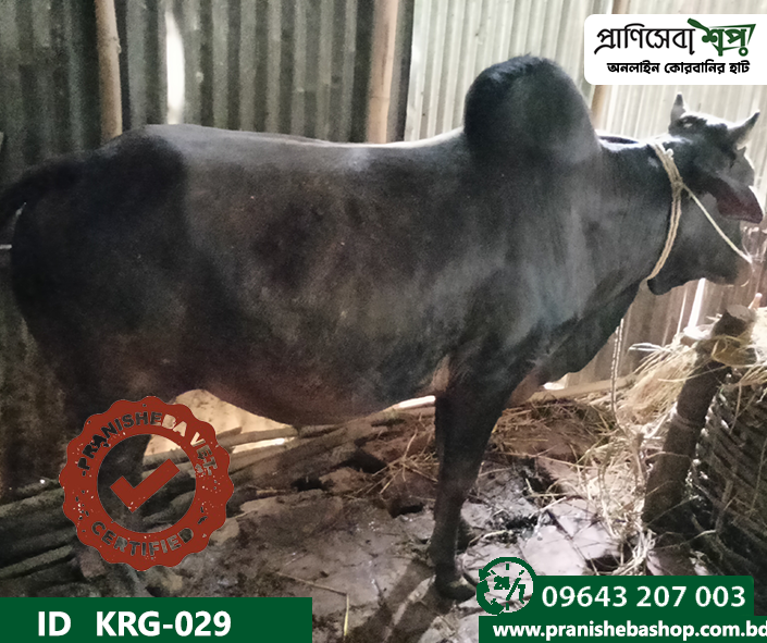 Bull KRG-0029