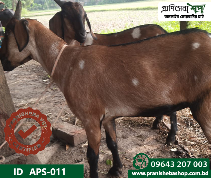 Goat APS-011