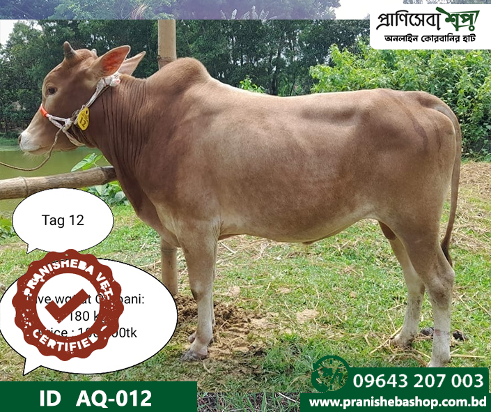 Bull AQ 012