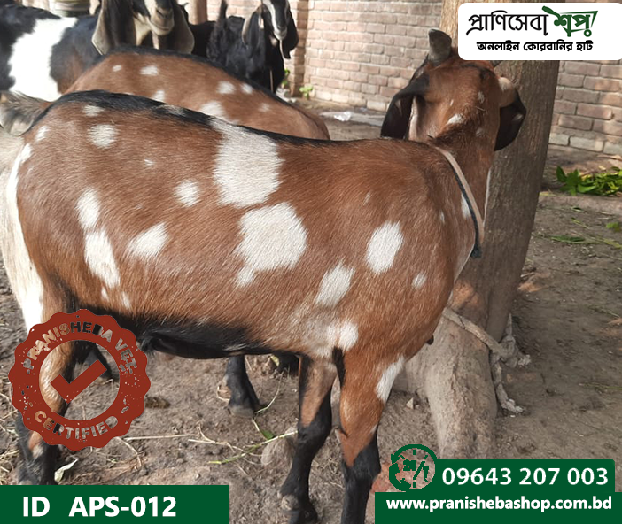 Goat APS-012