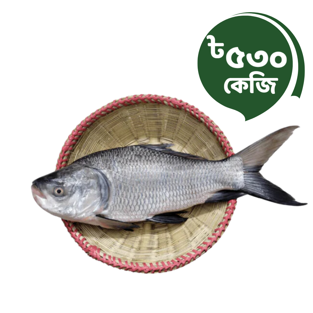 Katla (কাতলা)