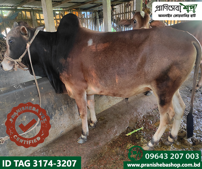 Bull Tag-3174 Uid-3207