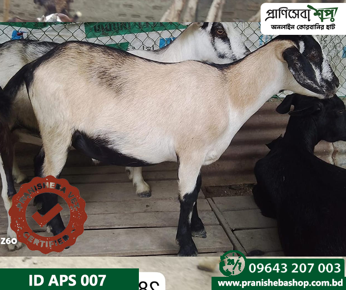 Goat APS-007