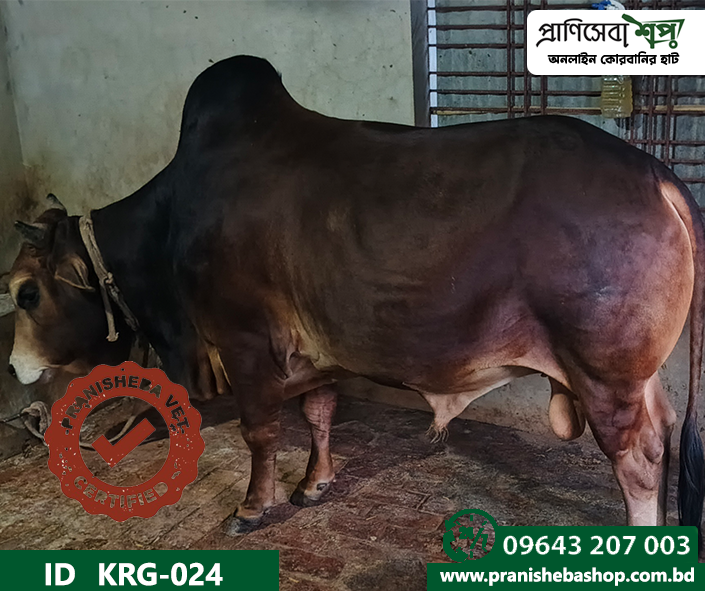 Bull KRG-0024