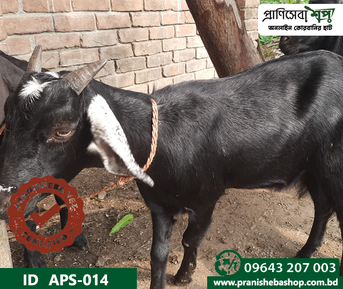 Goat APS-014