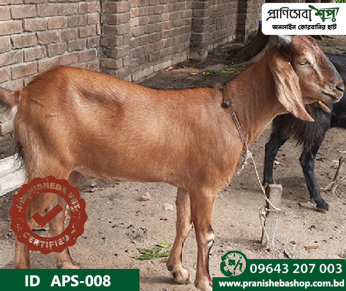 Goat APS-008