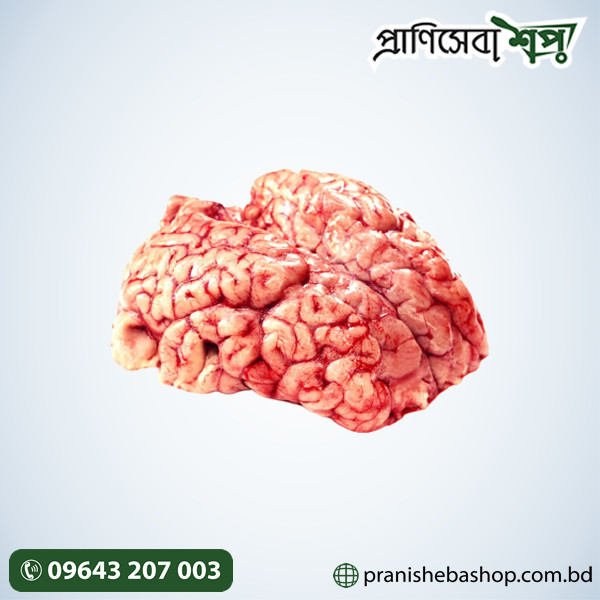Beef Brain